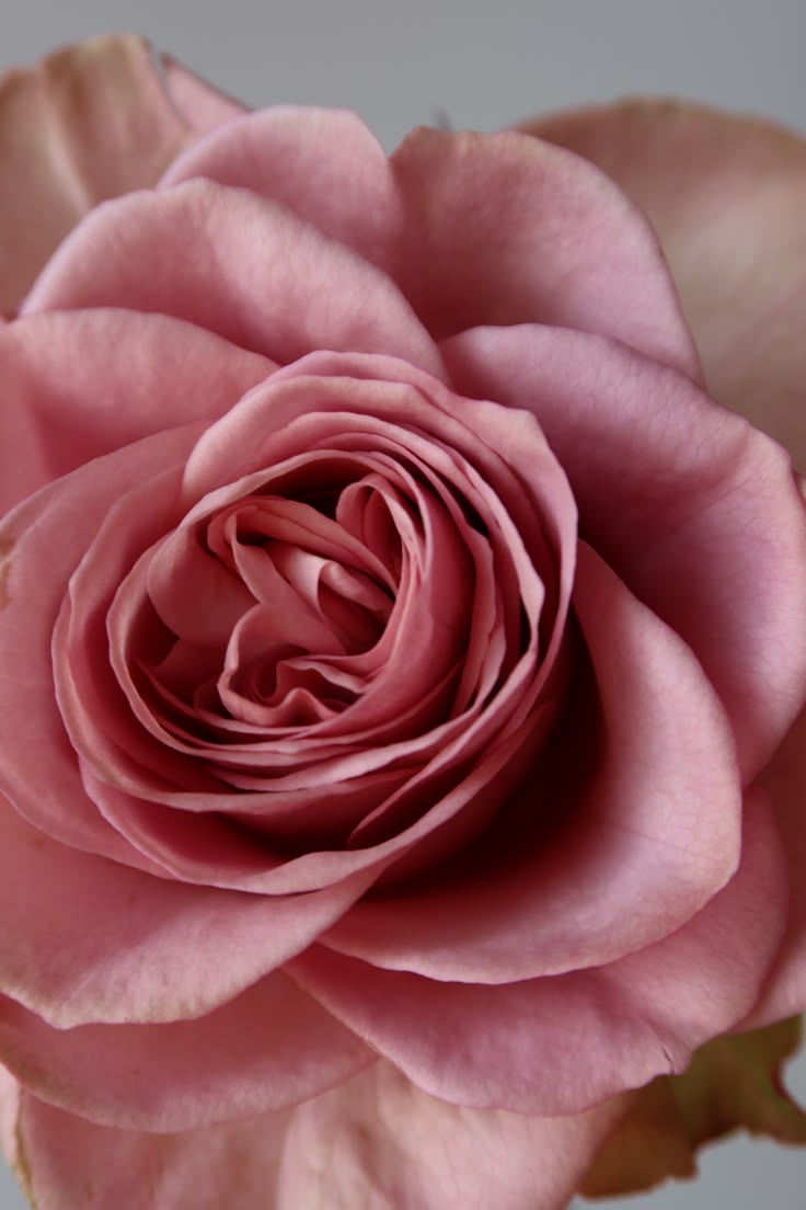 Note de cœur — Rose