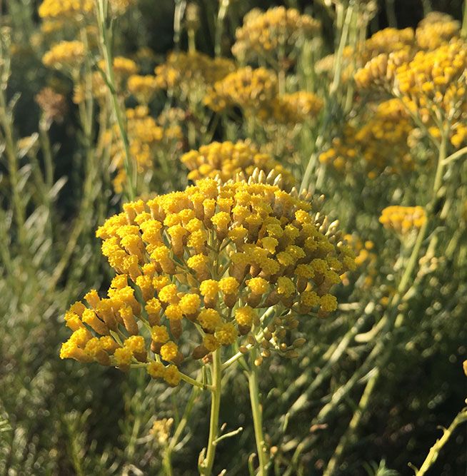 Note de cœur — Fleur Immortelle, Poivre noir, Piment rouge