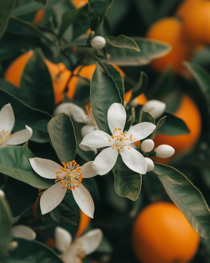 Note de tête — Fleur d’oranger