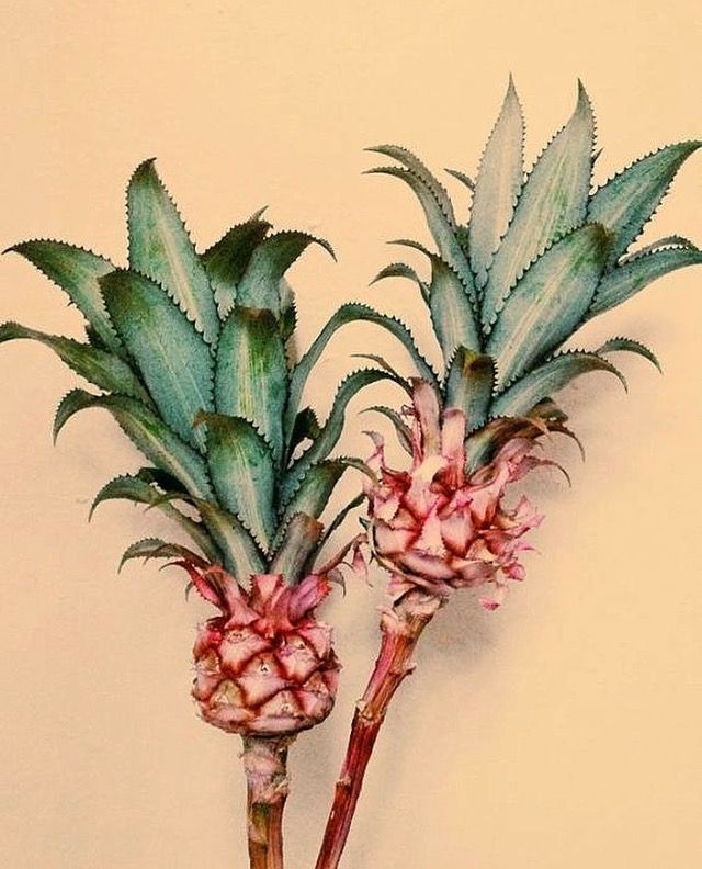 Note de tête — Fleur de pommier, Fleur d’ananas