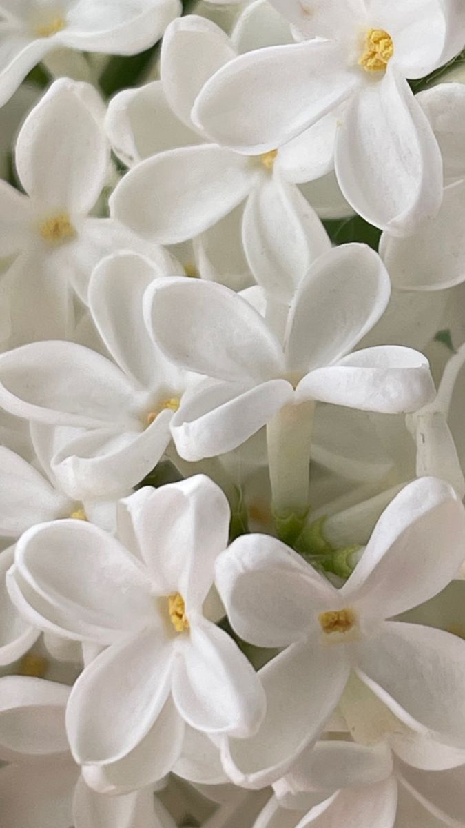Note de cœur — Tubéreuse, Jasmin, Ylang-ylang
