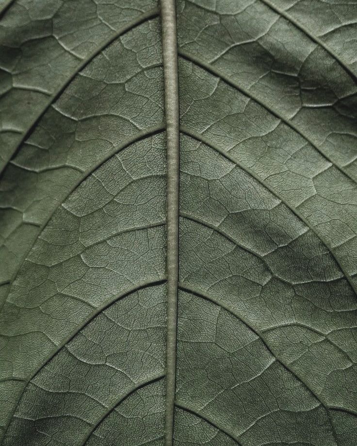 Note de fond — Bois d’Akigala, Safran, Mousse de chêne